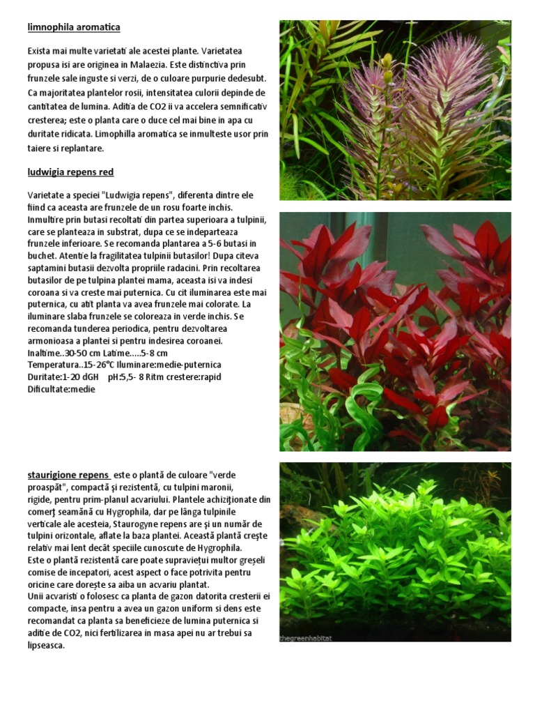 Plante Acvariu: Ghid Complet | PDF | Casa e Jardim