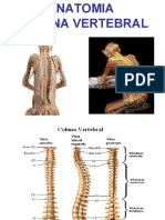 Anatomia da coluna vertebral