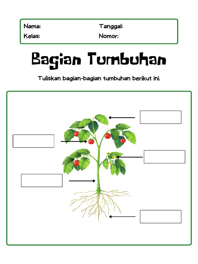 Lembar Kerja IPA Ilustrasi Bagian-Bagian Tumbuhan | PDF