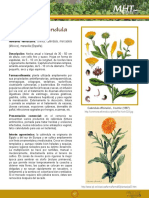 Chinita / Caléndula: Calendula Officinalis