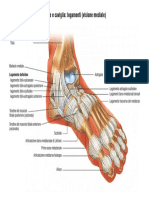 Piede e Caviglia: Legamenti (Visione Mediale) : Legamento Deltoideo