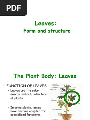Leaves