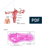 Histologia Ovarios y Trompas