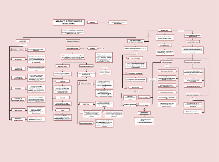 mapa conceptual del aparato reproductor masculino