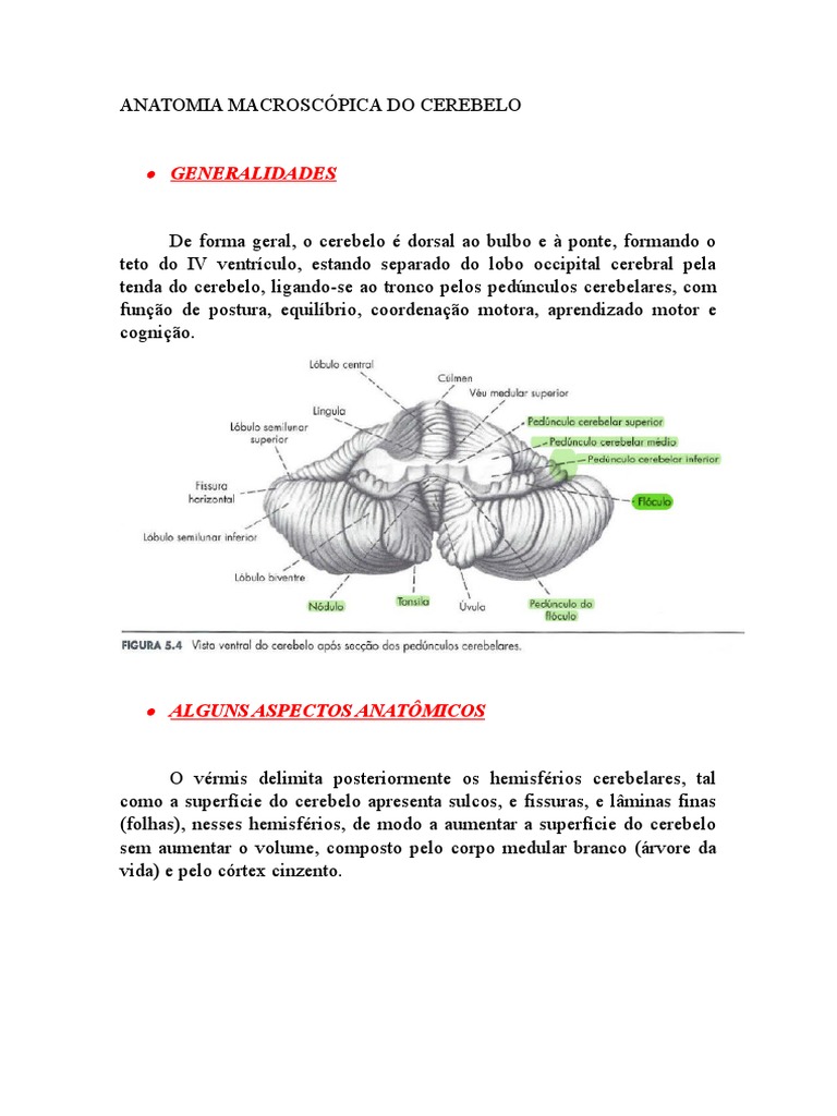 Anatomia do Cerebelo: Estruturas e Funções | PDF