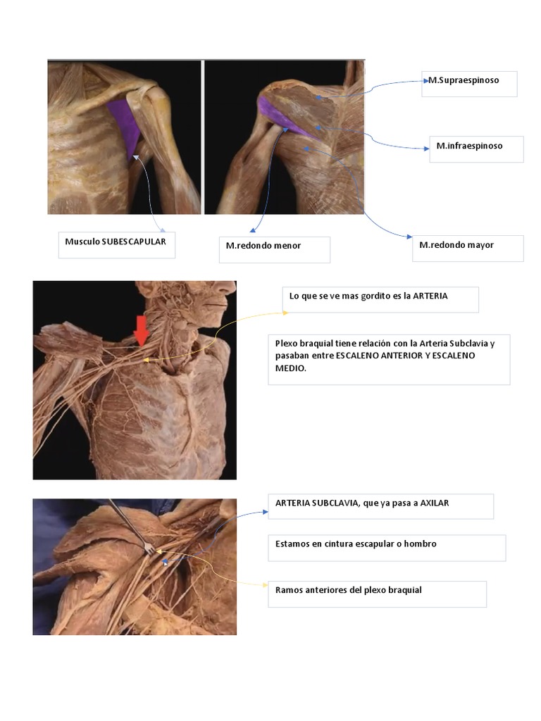 Anatomía del Hombro y Antebrazo | PDF | Anatomía humana | Extremidades ...