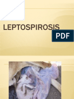 15 - Leptospirosis