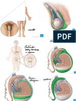 Revisão Prova Prática Anatomia