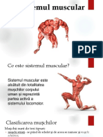 Sistemul Muscular