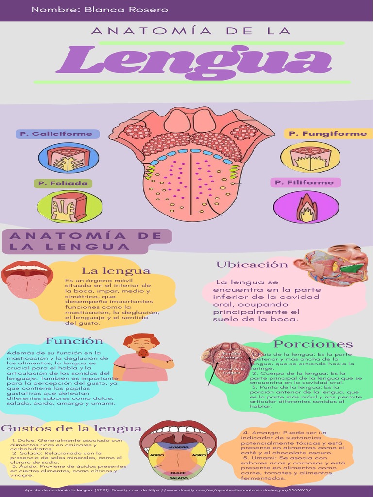 Anatomía y Funciones de la Lengua | PDF | Gusto | Lengua