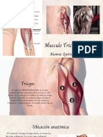 Triceps Anatomia