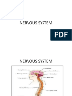 Nervous System