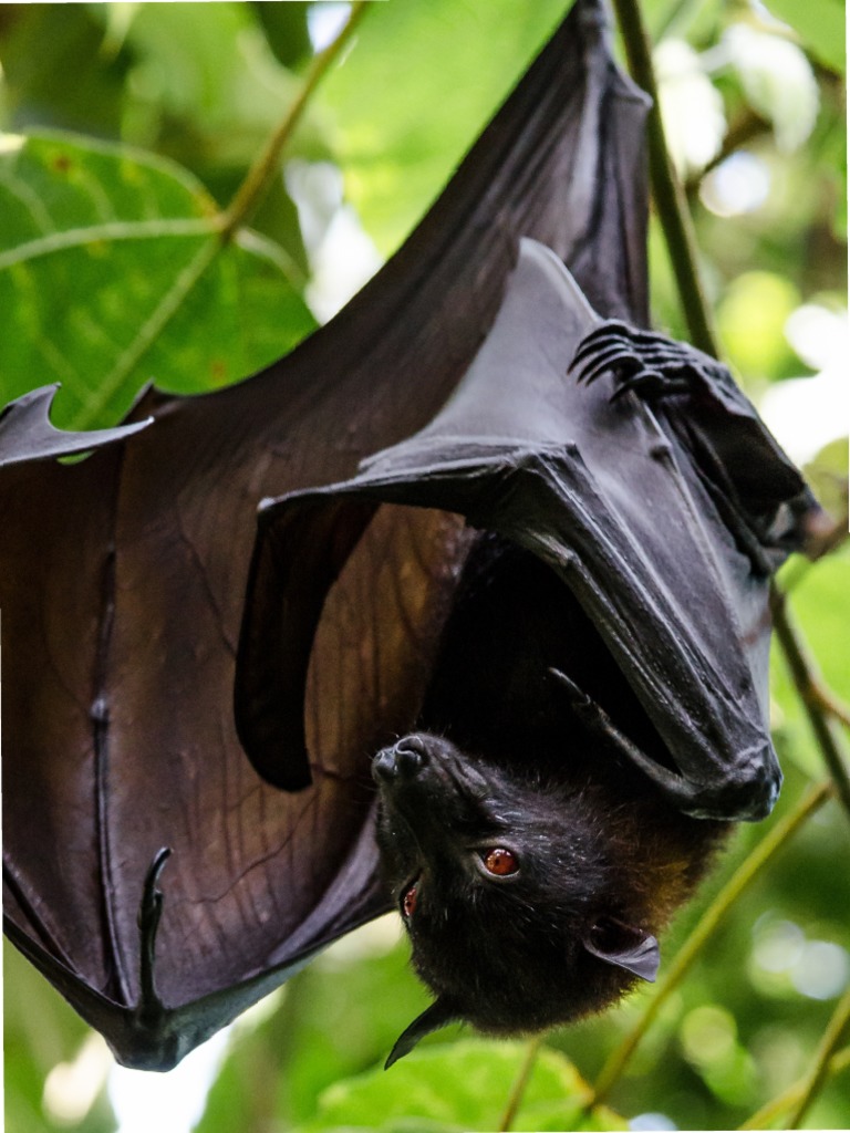 Bat Science Activities Pdf Bat Organisms