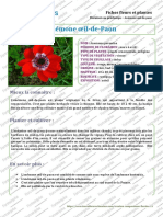 Anemone-oeil-de-paon