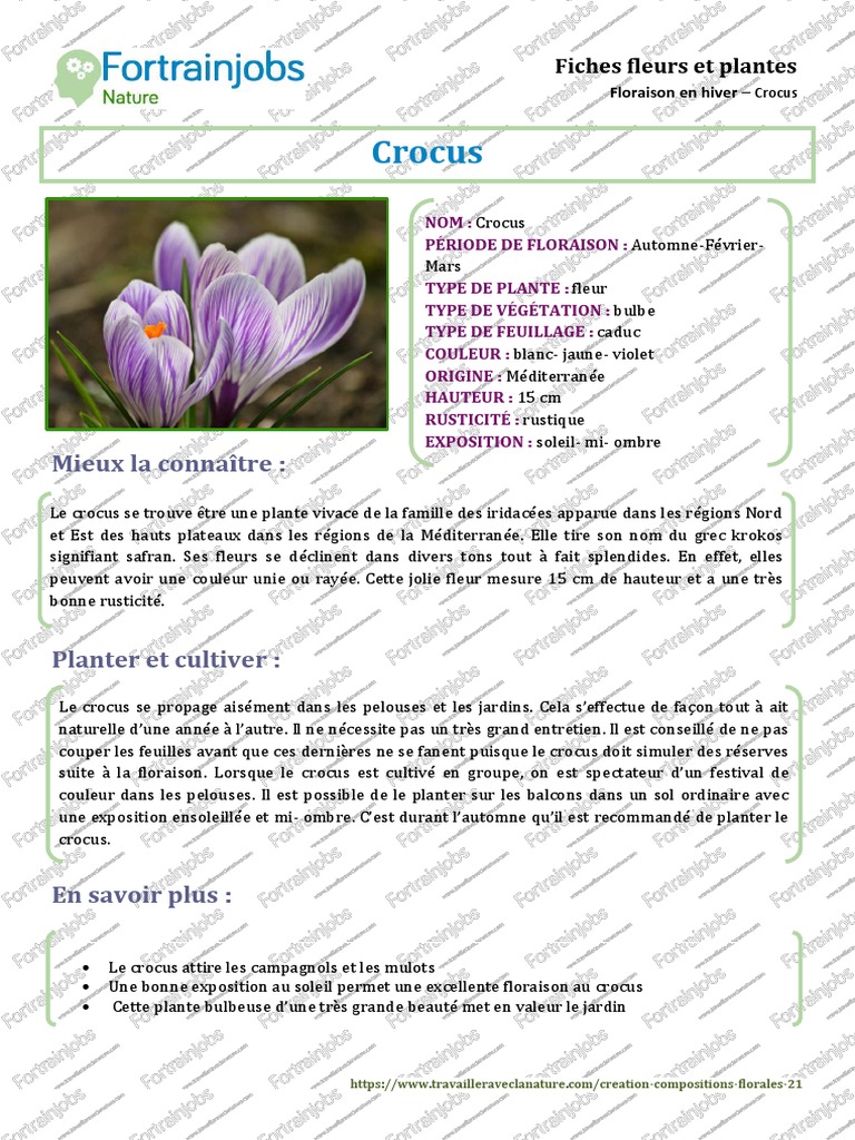 Cultiver le Crocus : Guide et Conseils | PDF
