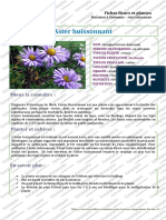 Aster Buissonnant