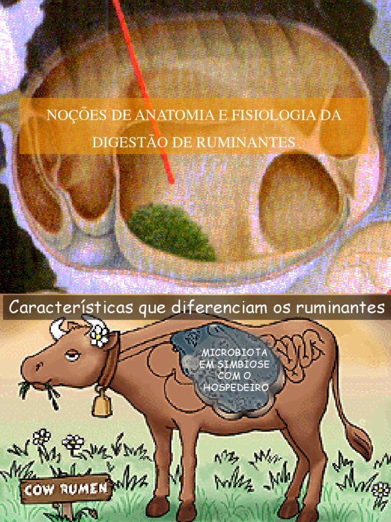 Anatomia e Fisiologia da Digestão em Ruminantes | PDF | Ruminante ...