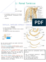 Anatomia Tema 1