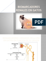 Biomarcadores Renales en Gatos