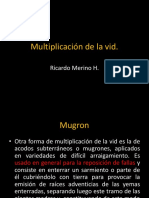 Clase 17 - Multiplicacin - de - La - Vid (Mugron)