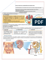 Sistema Excretor Estudiante