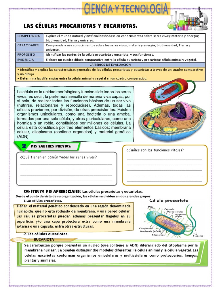 Comparativa de Células Procariotas y Eucariotas | PDF | Biología ...