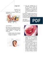 Anatomía y Fisiología Del Oído 2.0