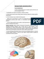 Neuro Anatomia Macroscopica de La Corteza