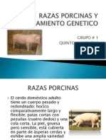 Razas Porcinas y Mejoramiento Genetico