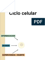 Ciclo Celular