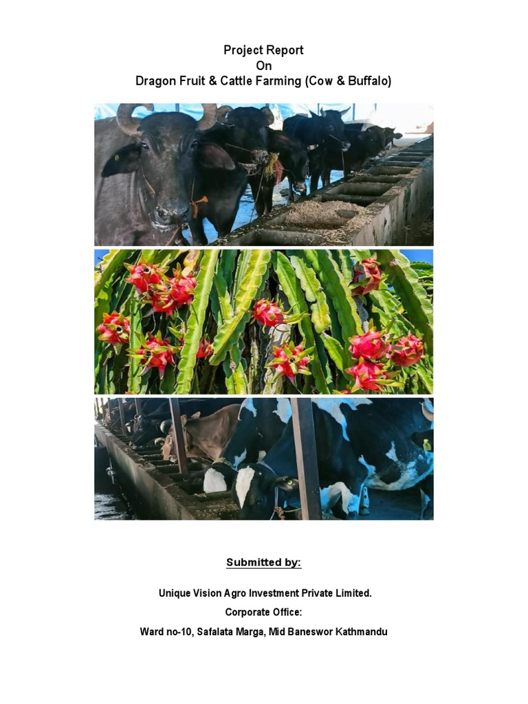 Project Report of Dragon fruit | PDF