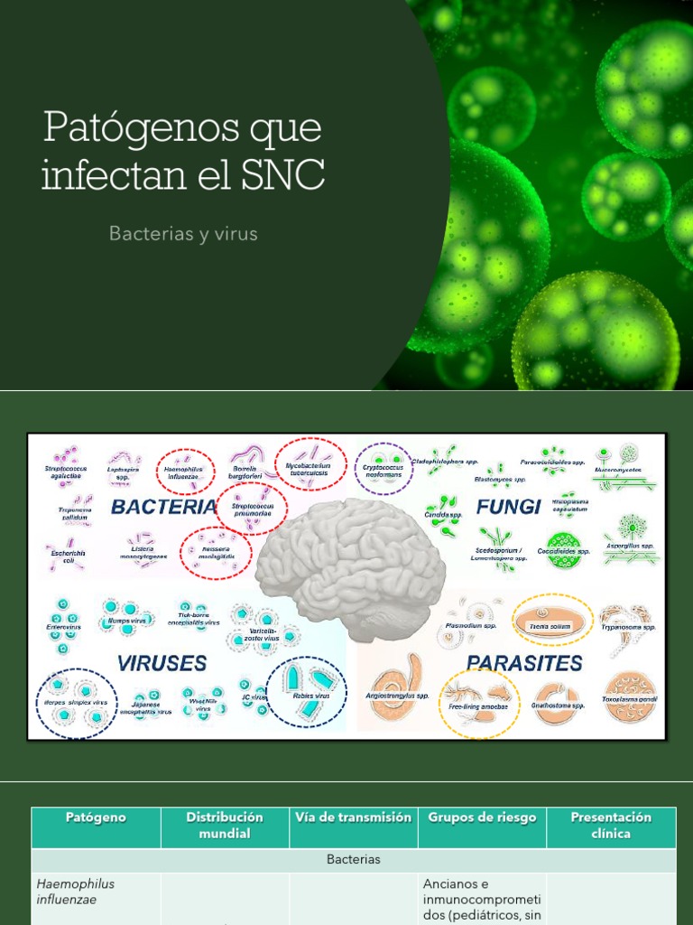 Patógenos del SNC: Bacterias y Virus | PDF