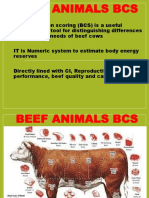 Beef Animals Bcs