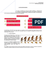 Guía 7mo Hominización