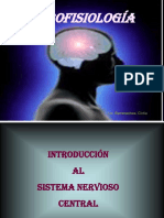 Neurofisiologia (Clase)