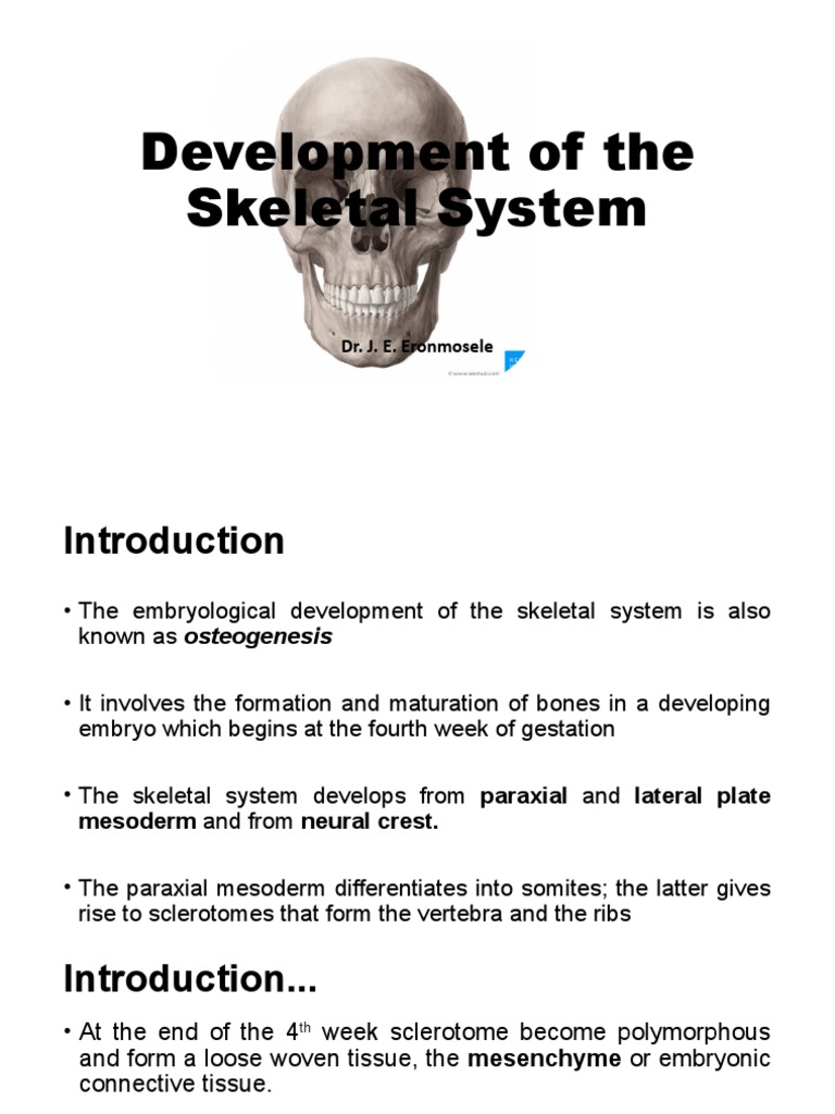 Development of The Skeletal System Biology Diagrams