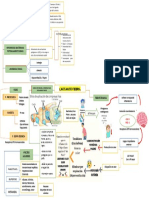 Mapa Conceptual de Lactante Febril