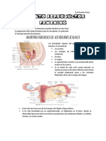 Aparato Reproductor Femenino