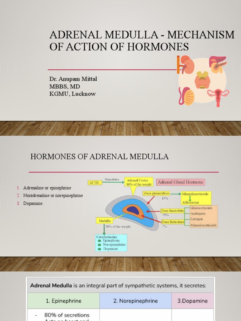 Adrenal Medulla and Hormone Work PDF Norepinephrine Adrenal Gland