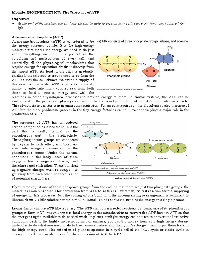 ATP Worksheet Download Free PDF Adenosine Diphosphate Adenosine
