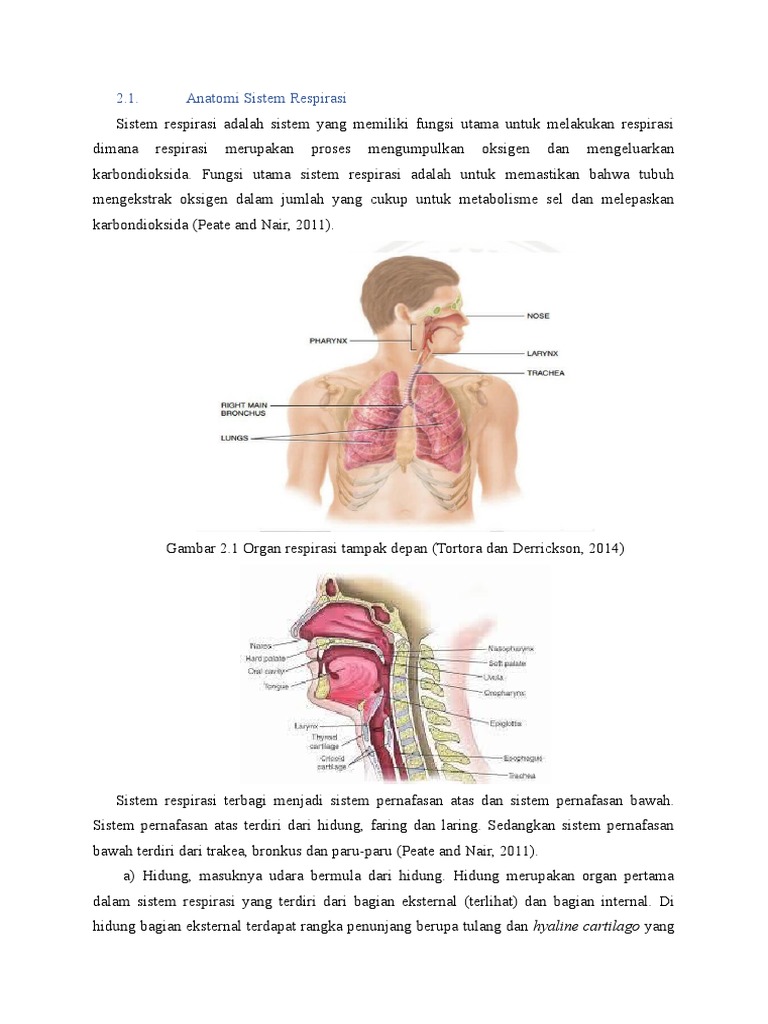 Anatomi Sistem Respirasi | PDF