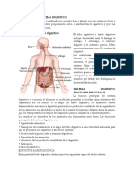 Sistema Digestivo