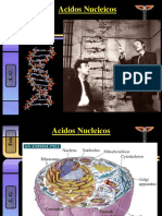 01-NucleÃ Tidos - Acido Nucleicos - Generalidades - Resumen GrÃ¡fico