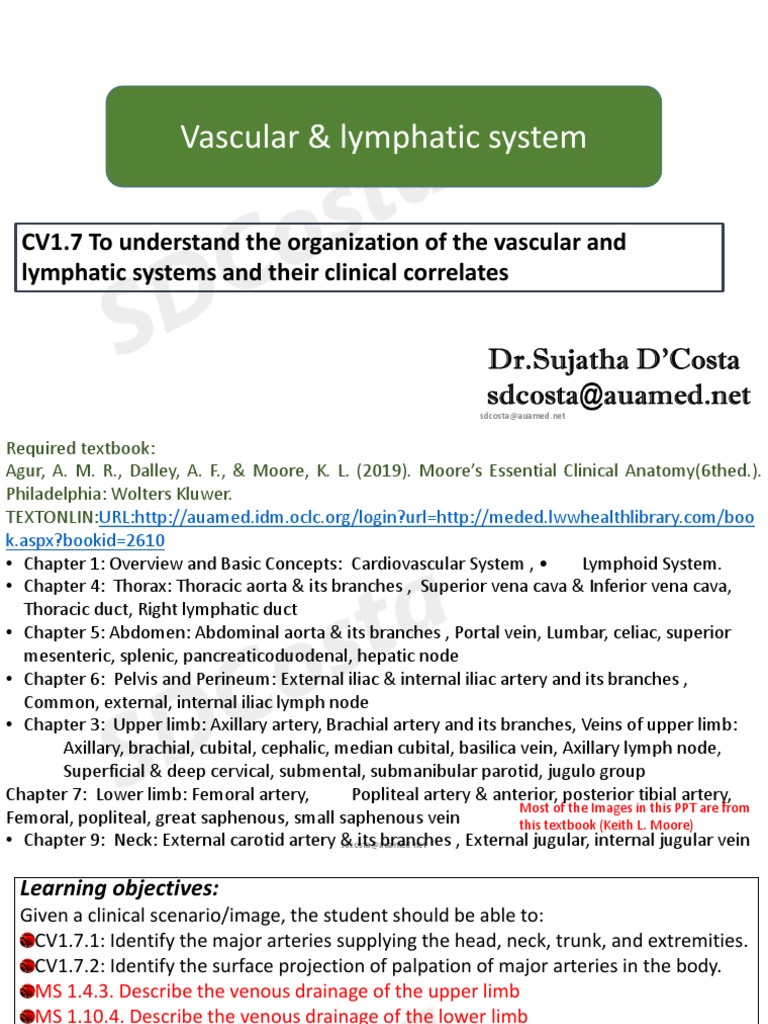 Vascular & Lymphatic System F2023 DR D Costa PDF Vein
