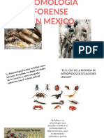 Entomologia Forense Presentacion 2