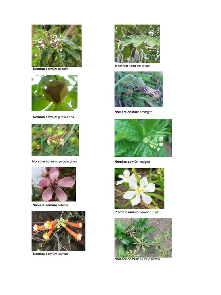 Plantas Medicinales 1 145027726 PDF