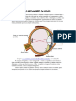 O Mecanismo Da Visão