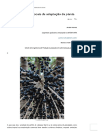 Espécies de Açaí e Locais de Adaptação Da Planta - Revista Campo & Negócios