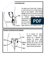 Cta El Sistema Reproductor