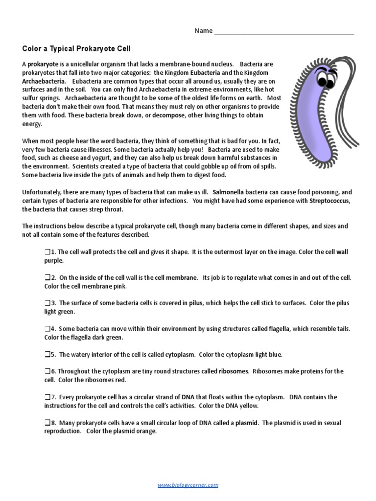 9thCell Coloring Prokaryote PDF Cell (Biology) Bacteria
